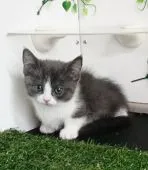 マンチカン(短足)【福島県・女の子・2020年1月21日・ブラウン&ホワイト】の写真3「3/21日に写真を更新しました。」