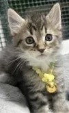メインクーン【福島県・男の子・2024年3月1日・】の写真3「おでこにM模様Ⓜ️♥️」