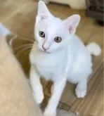 カオマニー【福島県・男の子・2024年8月26日・ホワイト】の写真4