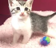 マンチカン♂×シャム(サイアミーズ)♀【福島県・女の子・2022年1月28日・ブルータビー&ホワイト】の写真4「2022/3/9撮影しました。」