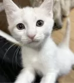 マンチカン(長足)【福島県・男の子・2024年4月17日・】の写真4「なんでも興味津々で走り回ってます🎾☀️｡°」