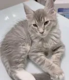 メインクーン【福島県・男の子・2023年9月9日・ブルータビー&ホワイト】の写真4「12/6に撮影しました🐈‍⬛🎀手を添えてパシャリ📸」