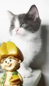マンチカン(長足)【福島県・女の子・2020年7月29日・】の写真4「9/4日に撮影しました‼️」
