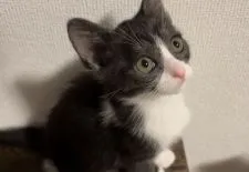 マンチカン♂×シャム(サイアミーズ)♀【福島県・女の子・2022年1月28日・ブラック&ホワイト】の写真4「2022/3/25撮影しました。」