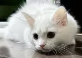 マンチカン(短足)【福島県・女の子・2023年9月18日・】の写真4「おめめがまん丸(´⊙ω⊙`)♥️」