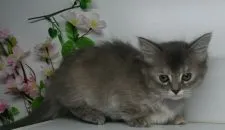 マンチカン(短足)【福島県・女の子・2020年2月17日・ブラウンタビー】の写真4「3/31日に撮影しました‼️」