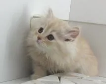 サイベリアン【福島県・男の子・2020年9月18日・クリームタビー】の写真4「2020/11/23に撮影しました。」