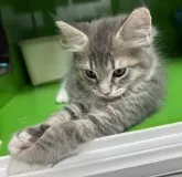 メインクーン【福島県・男の子・2023年3月31日・ブルータビー】の写真4「6/2に撮影しました。」