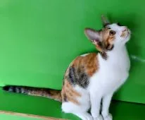 カオマニー【福島県・女の子・2021年4月26日・三毛(キャリコ)】の写真4「2021/09/08に更新しました。」