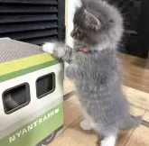 メインクーン【福島県・男の子・2024年5月17日・ブルータビー&ホワイト】の写真4「🐱「ちょうどいい高さだニャ♩」」