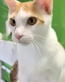 カオマニー【福島県・男の子・2023年5月12日・レッドタビー&ホワイト】の写真4「食べるの大好き❗️遊ぶの大好き❗️寝るの大好き❗️」