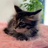 マンチカン×メインクーン(MIX)【福島県・女の子・2022年7月28日・ブラックタビー】の写真4「9/16撮影」