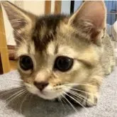 マンチカン(短足)【福島県・女の子・2023年6月2日・】の写真5「8/3に撮影しました。」