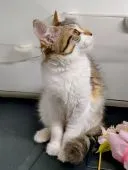 メインクーン【福島県・女の子・2021年3月16日・キャリコ】の写真5「2021／０6／12日に更新しました。」