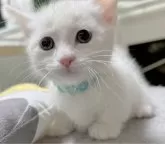 マンチカン(短足)【福島県・男の子・2023年11月20日・】の写真5「12/28に撮影しました🐈‍⬛🎀」