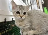 マンチカン(短足)【福島県・女の子・2023年6月30日・】の写真5「9/1に撮影しました🐈‍⬛🎀」
