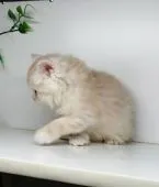 サイベリアン【福島県・男の子・2020年1月27日・クリームタビー&ホワイト】の写真5「2/27日に撮影しました。」