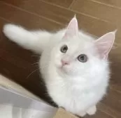 メインクーン【福島県・女の子・2025年4月26日・ホワイトキトンキャプ付】の写真7「可愛い可愛い上向きお姫様👑👸💍」