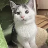 マンチカン(長足)【福島県・男の子・2025年6月11日・ブルー&ホワイト】の写真13