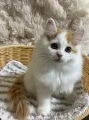 サイベリアン【福島県・男の子・2026年3月28日・ホワイト系/レッド・ルディ系】の写真13