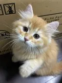 マンチカン(長足)【福島県・女の子・2026年5月5日・ホワイト系/レッド・ルディ系】の写真14