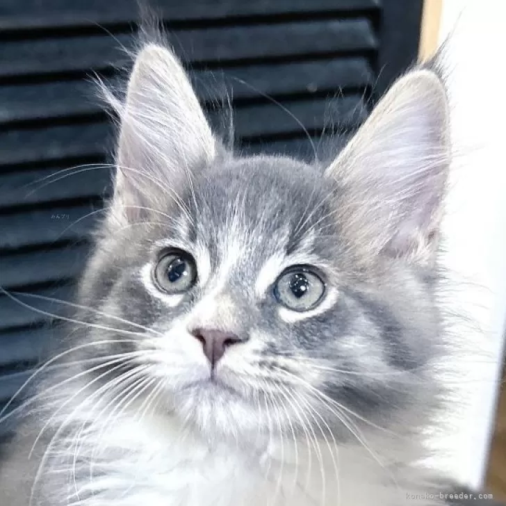 H.S 様のお迎えした子猫