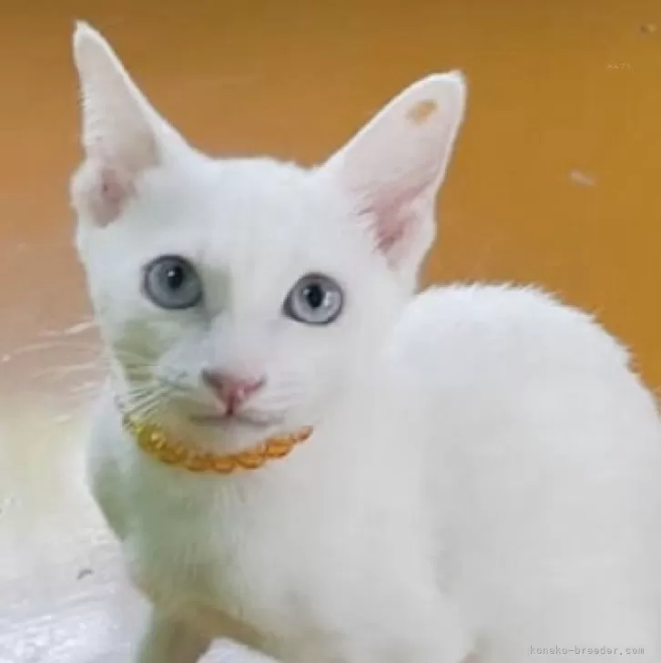 ID:2504-03062の子猫