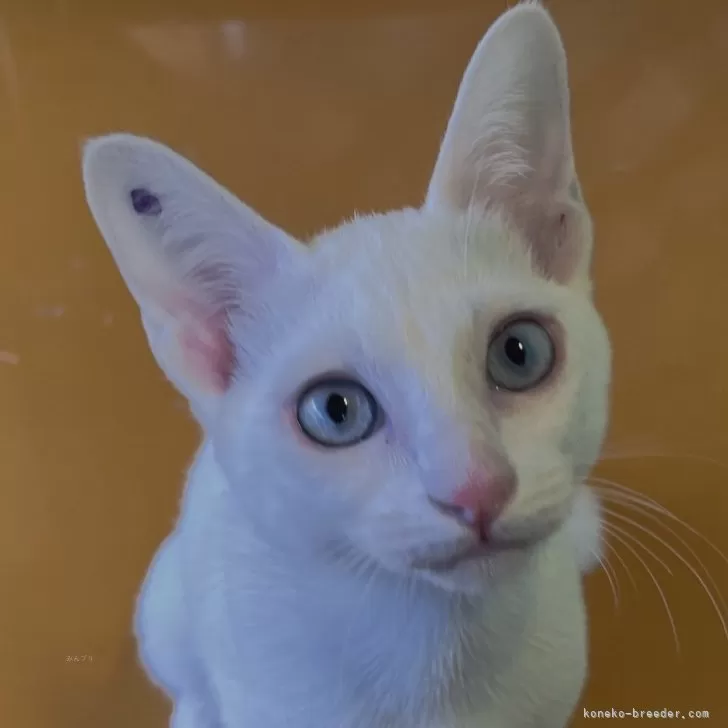 ID：2503-00166の子猫