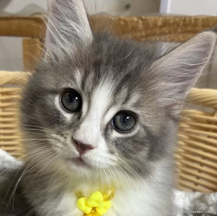 ID：2606-00051の子猫