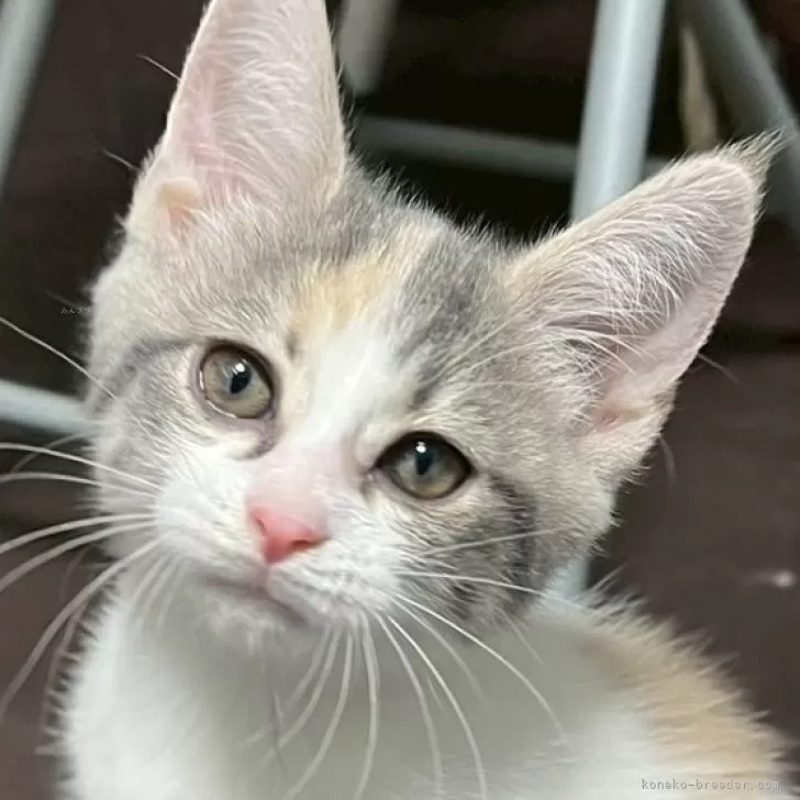 ID：2509-02358の子猫