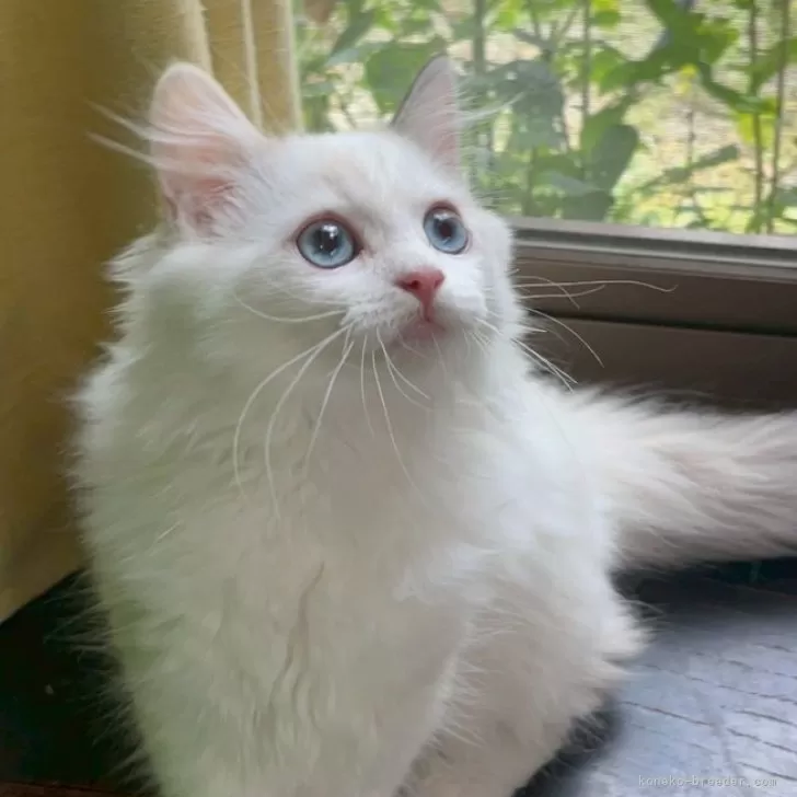 ID：2508-02906の子猫