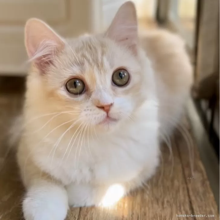 ID:2410-01978の子猫