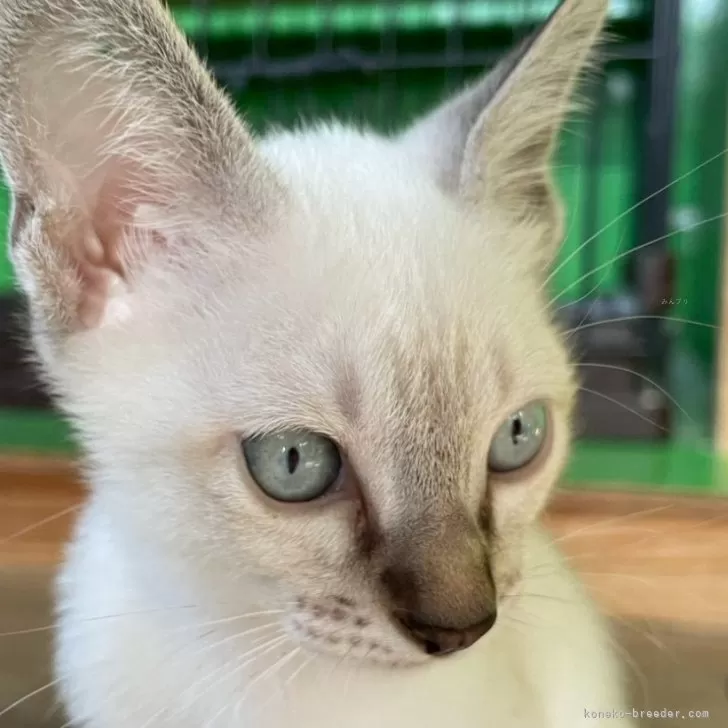 カオマニー【福島県・男の子・2025年9月19日・ブルーリンクスポイント】の写真1