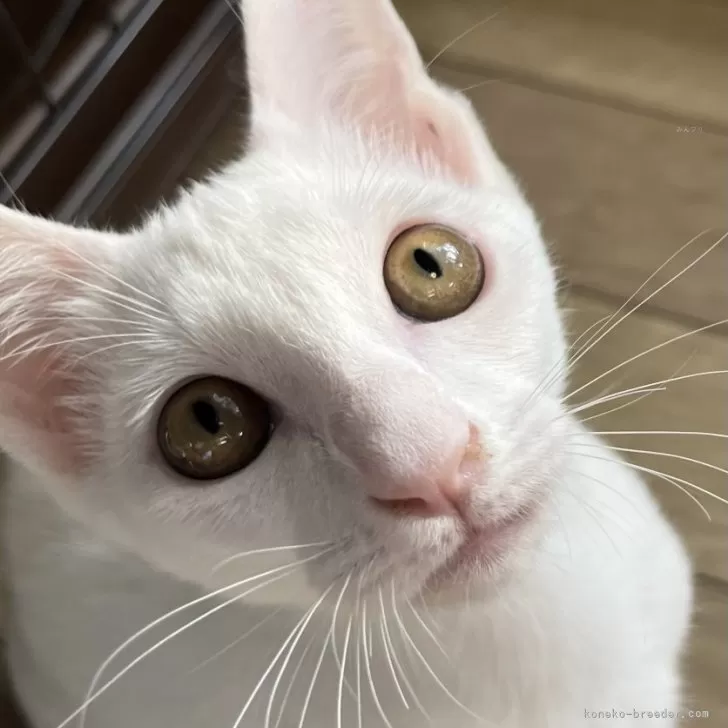 Y.N 様のお迎えした子猫