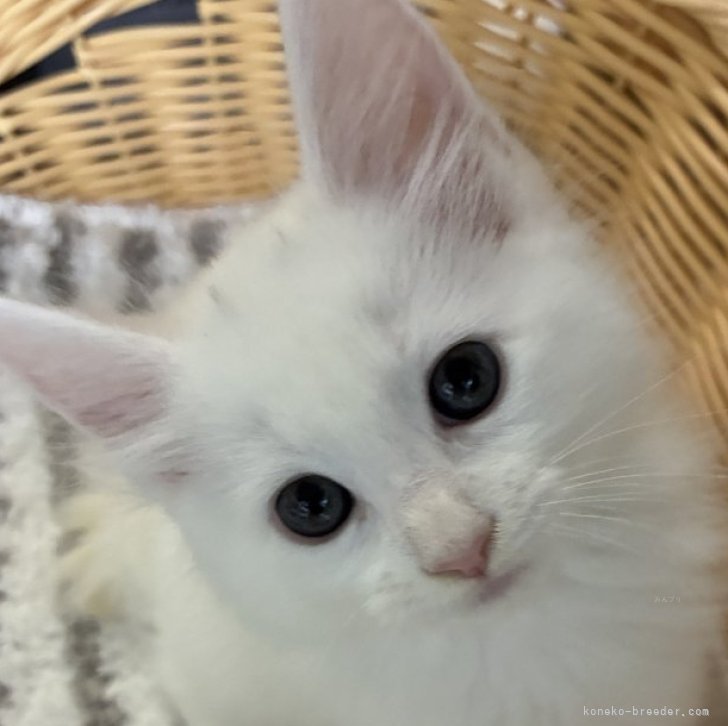 H.O 様のお迎えした子猫