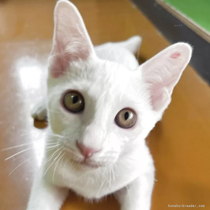 ID:2504-03066の子猫