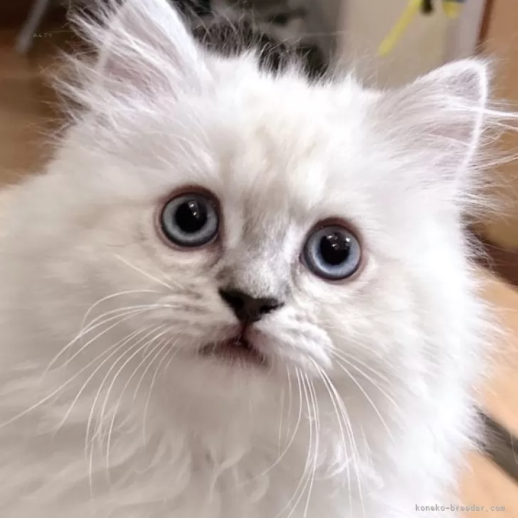 ID：2502-01090の子猫