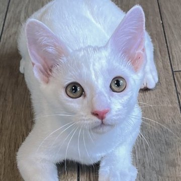 カオマニー×マンチカン【福島県・女の子・2025年4月27日・ホワイト】の写真「普段はのんびり屋さんな女の子✨」