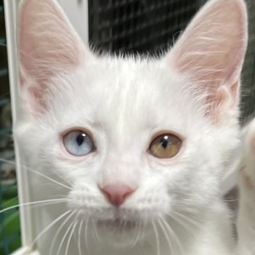 マンチカン(長足)【福島県・女の子・2025年7月21日・ホワイト（ショート）】の写真「オッドアイの可愛い女の子です！キトンキャップ付き」