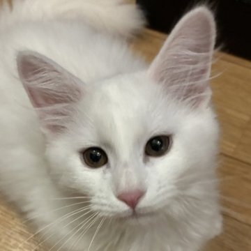 マンチカン(短足)【福島県・男の子・2026年2月17日・毛色 ホワイト】の写真「お母さんにそっくりで懐っこい子❣️」