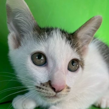 カオマニー【福島県・男の子・2025年9月19日・白 キジ（ショート）】の写真「元気な女の子です！」