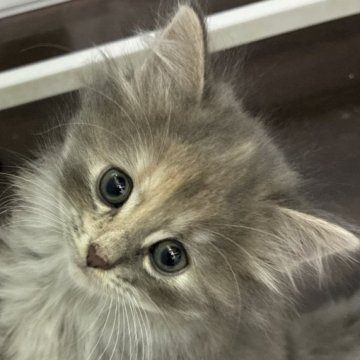 マンチカン(長足)