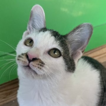 カオマニー【福島県・女の子・2025年9月19日・白 キジ（ショート）】の写真「元気な女の子です！」