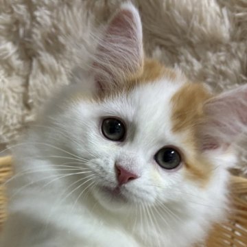 サイベリアン【福島県・男の子・2026年3月28日・毛色 レッドホワイト】の写真「遊ぶのが大好きなヤンチャな子💙」