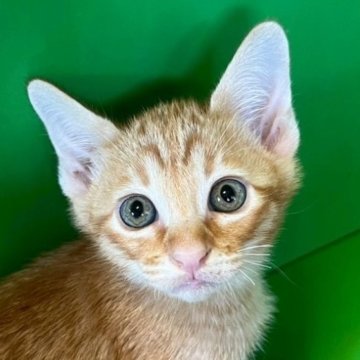 カオマニー【福島県・男の子・2025年8月14日・レッドタビー（ショート）】の写真「よく食べる男の子です！」