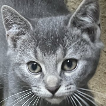 マンチカン(長足)【福島県・男の子・2026年1月16日・ブルータビー（ショート）】の写真「元気いっぱい遊ぶ男の子です！」