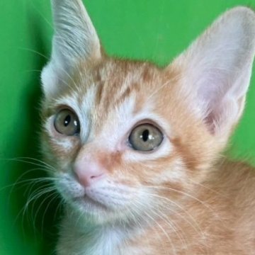 カオマニー【福島県・男の子・2025年9月19日・茶トラ（ショート）】の写真「元気な男の子です！」