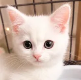 マンチカン(短足)