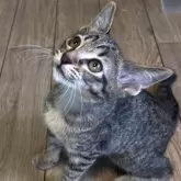 カオマニー