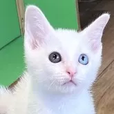 カオマニー